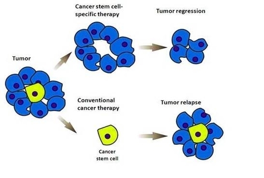 Cancer Stem Cells Diagram Image