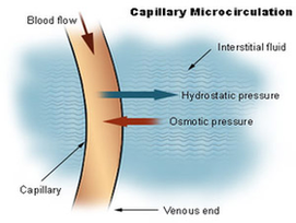 Capillary Microcirculation Diagram Image