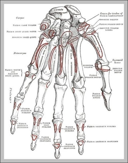 Carpals Bones Image