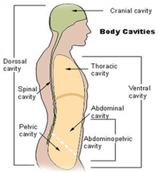 Cavities Diagram Image
