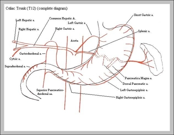 Celiac Artery Branches Image