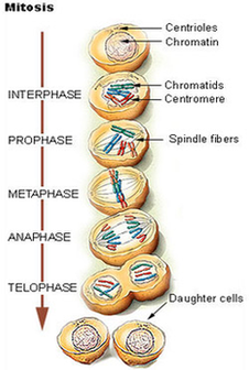 Cell Division Diagram Image