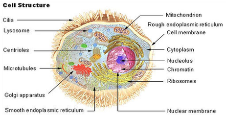 Cell Structure Diagram Image