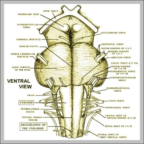 Cerebral Peduncles Image