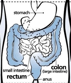 Colon Cancer Screening Image