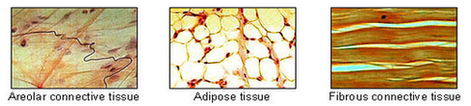 Connective Tissue1 Diagram Image