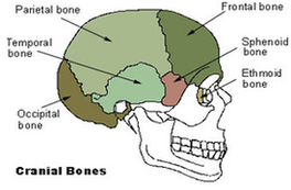 Cranial Bones Diagram Image