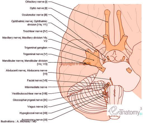 Cranial Nerves Anatomy Brainstem Human Body En Medical Image