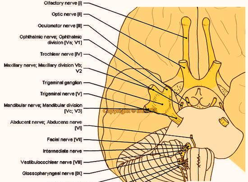 Cranial Nerves Anatomy Image