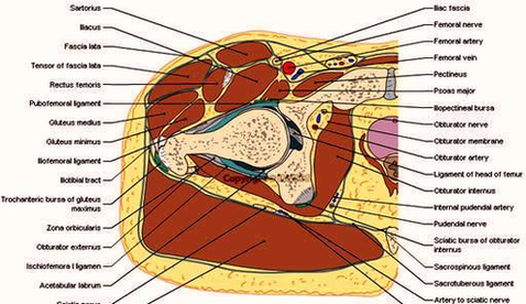 Cross Section Human Body Hip Thigh Image