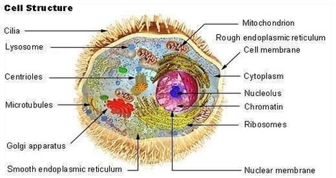 Cub Cells Lesson Figure Image