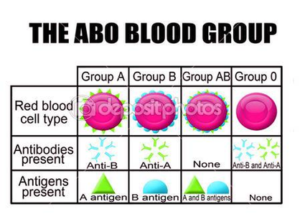 Dep The Abo Blood Group Diagram1 Image - Graph Diagram