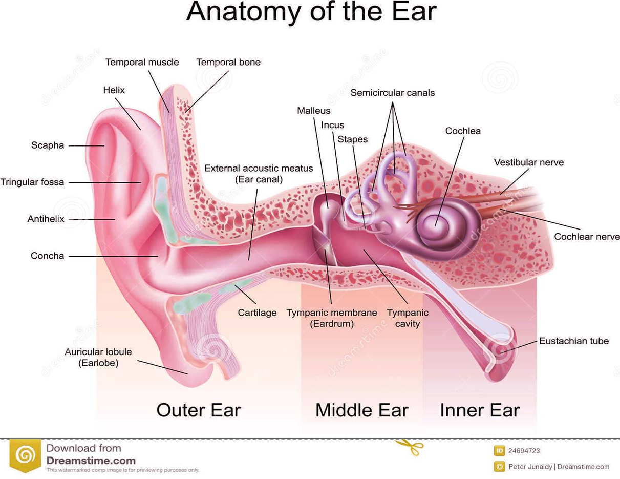 Diagram Anatomy Ear Image