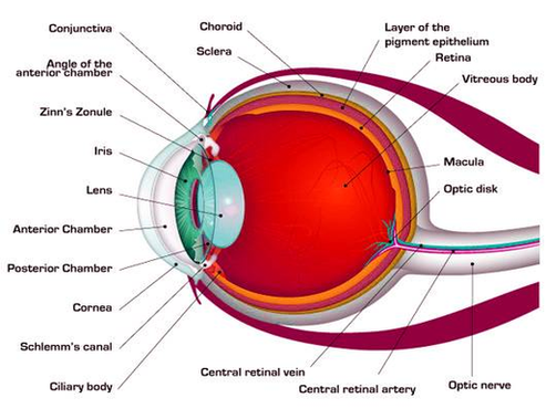 Diagram Anatomy Of The Eye Image