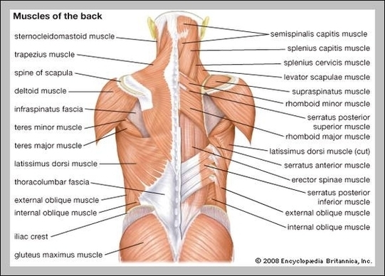Diagram Back Muscles Image