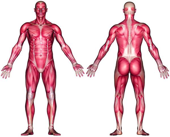 Diagram Blank Muscle Anatomy Image