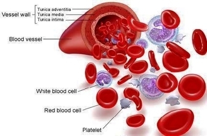 Diagram Blood Plasma Image