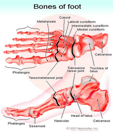 Diagram Bones Of Foot Image