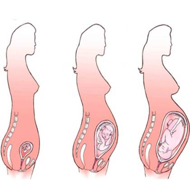 Diagram Different Stages Of Pregnancy Image