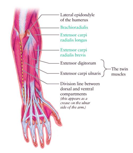 Diagram Dorsal Forearm Diagflat Image