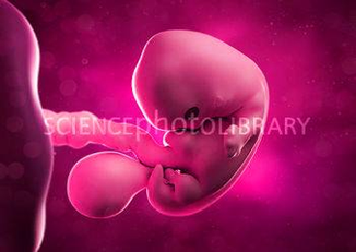 Diagram Embryo At Weeks Artwork Spl Image