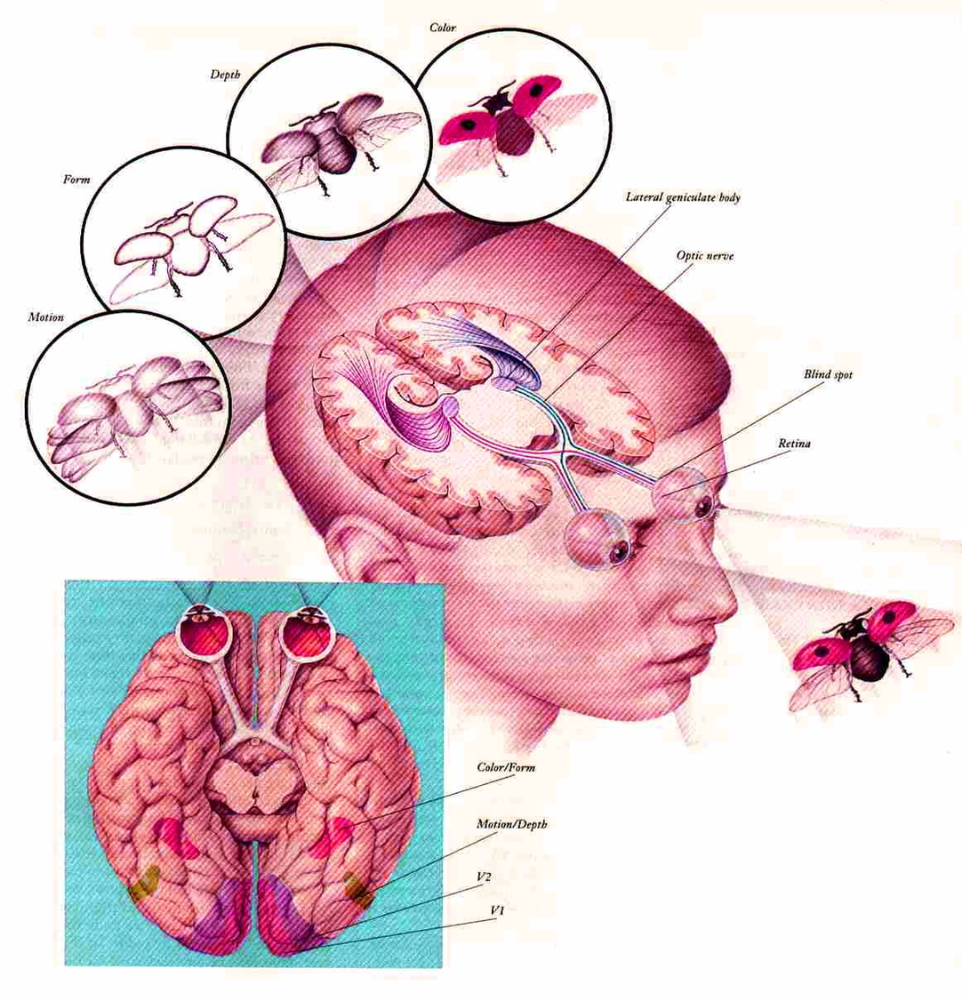 Diagram Eyes Relation To Brains Image
