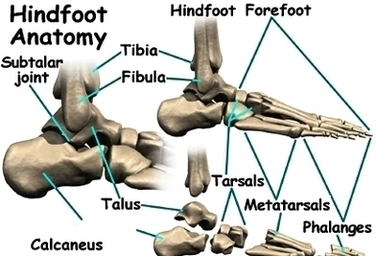 Diagram Foot Anatomy Bones Image