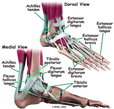 Diagram Foot Anatomy Mw Image