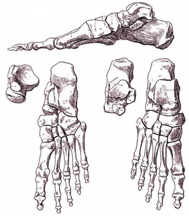 Diagram Foot Bones Image