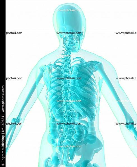 Diagram Human Anatomy Illustration Organs Illustration Organs Image