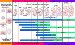 Diagram Human Critical Periods Image - Graph Diagram