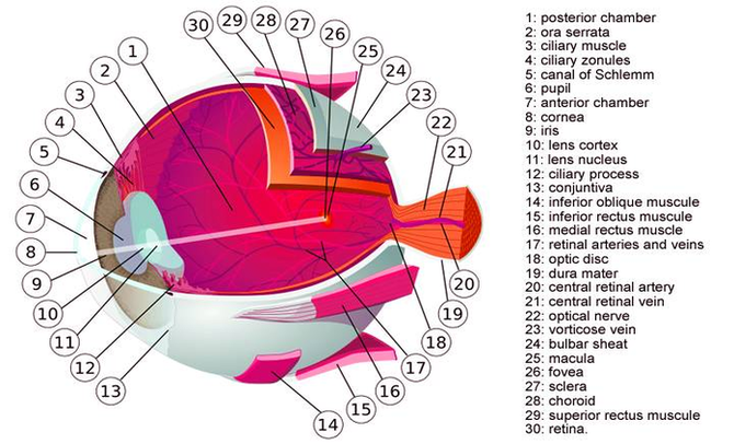 Diagram Human Eye Muscles Image