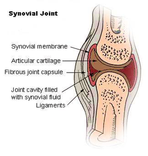 Diagram Illu Synovial Joint Image