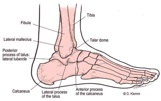 Diagram Lateral Foot Anatomy Image