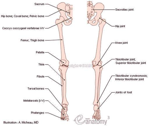 Diagram Leg Bones Anatomy Image
