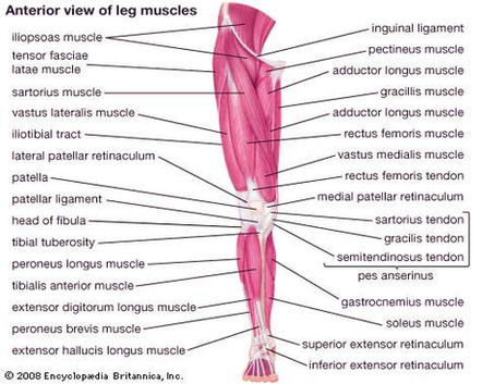 Diagram Of Anterior Leg Muscles Anterior View Madell Online Image