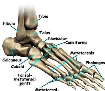 Diagram Of Foot Anatomy Bones Image