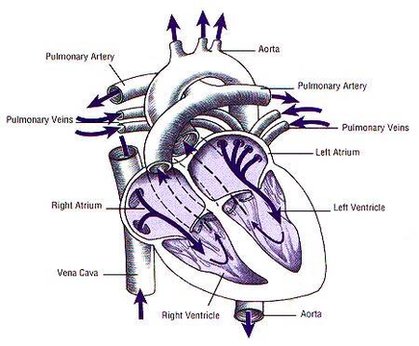 Diagram Of Heart And Blood Flow Image