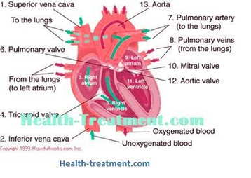 Diagram Of Heart Blood Flow Image