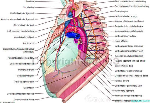 Diagram Of Human Anatomy Mediastinum Left View Illustration Large Image