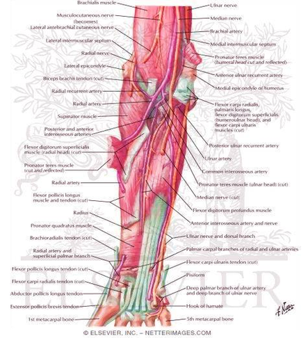 Diagram Of Human Anatomy Muscles Arm Tkdcw Image