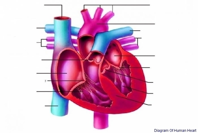 Diagram Of Human Heart Image