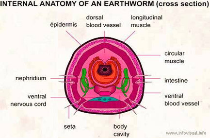 Diagram Of Internal Anatomy Earthworm Cross Image