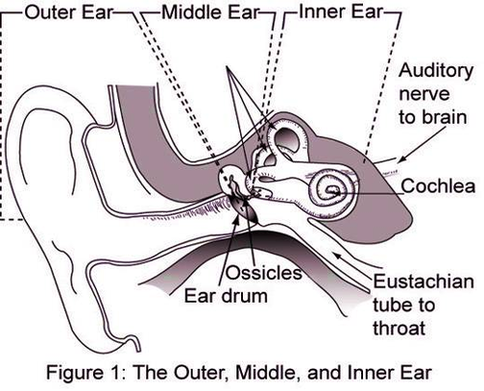 Diagram Of Nasa Middle Ear Image