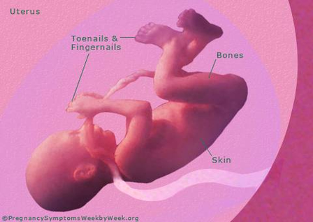 Diagram Of Pregnancy Weeks Pregnant Fetus Development Image