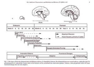 Diagram Of Px Human Brain Development Timeline Image - Graph Diagram