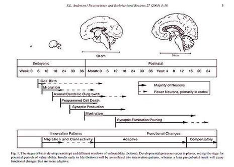 Diagram Of Px Human Brain Development Timeline Image