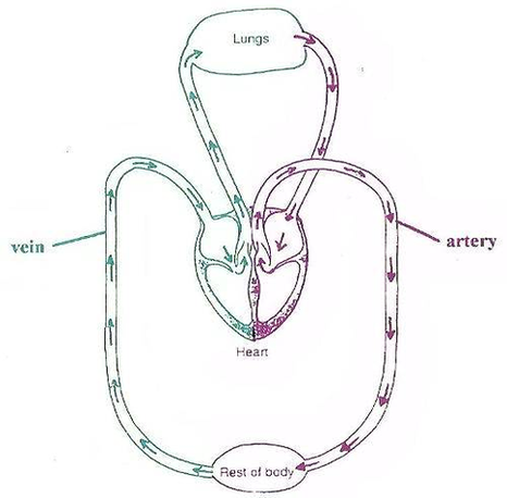Diagram Of The Blood Flow Around The Body Image