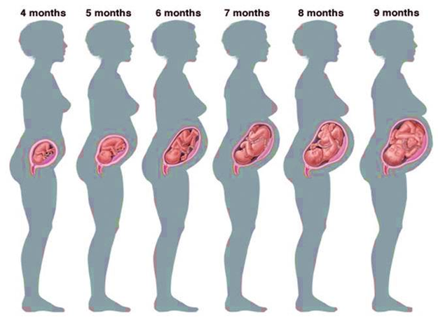Diagram Of The Stages Of Pregnancy Month By Month Image