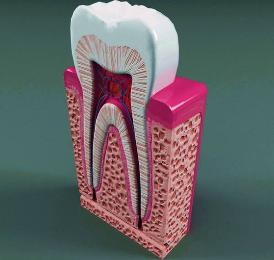 Diagram Of Tooth Anatomy Abaelarge Image
